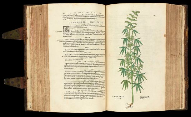 Cannabis_plant_from_'De_historia...'_Wellcome_L0051246