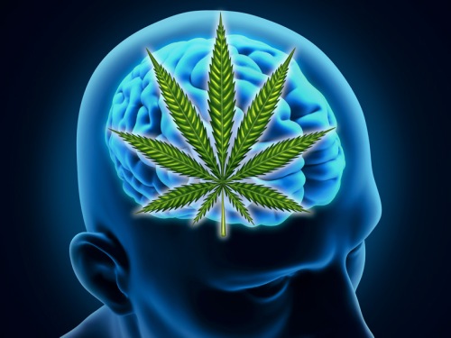 brain_marijuana.jpg